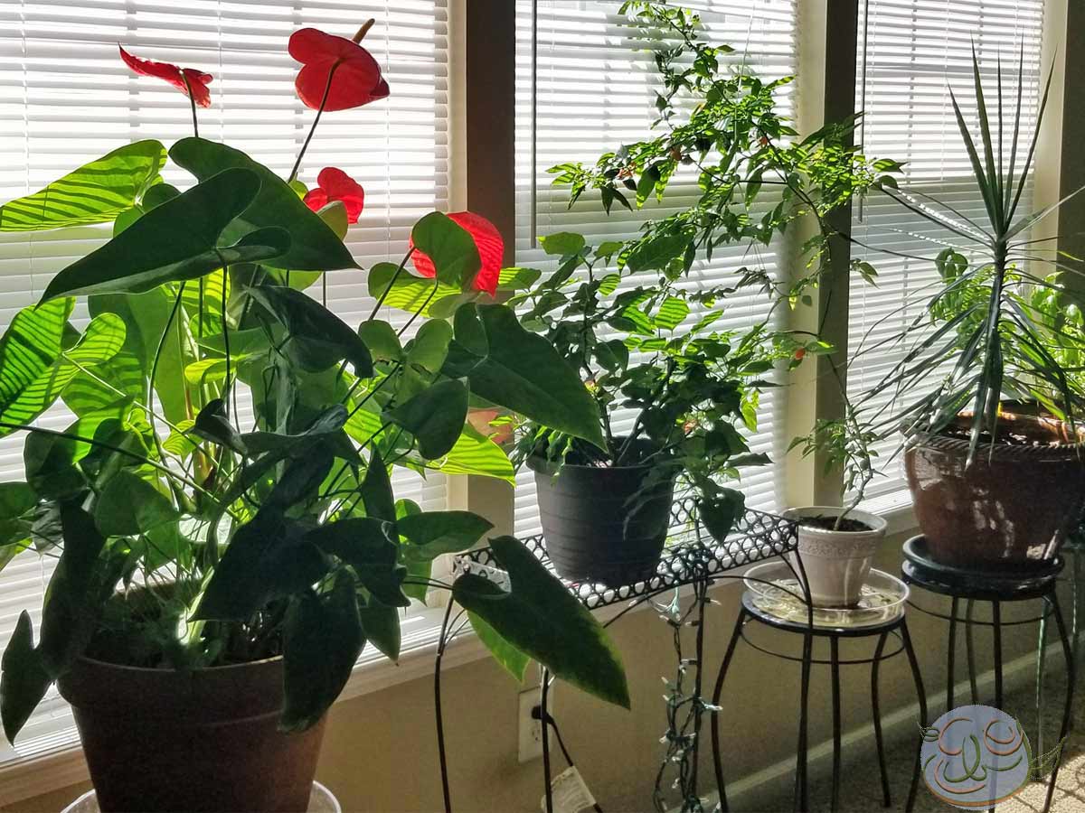 Beginner Container Gardening: You Are Your Plants’ Whole World