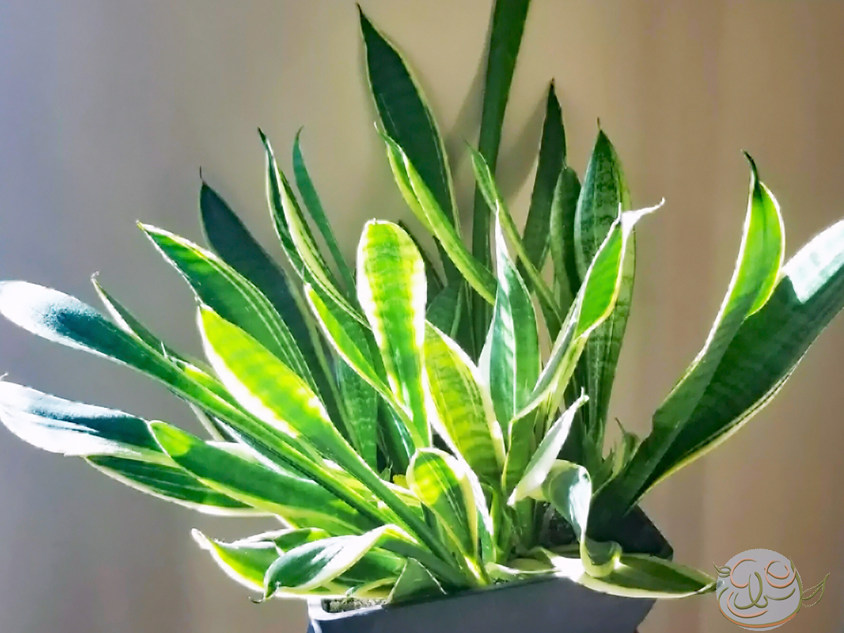 The Best Housewarming Plant Ever: Snake Plant (Dracaena (Sansevieria) Trifasciata Laurentii)