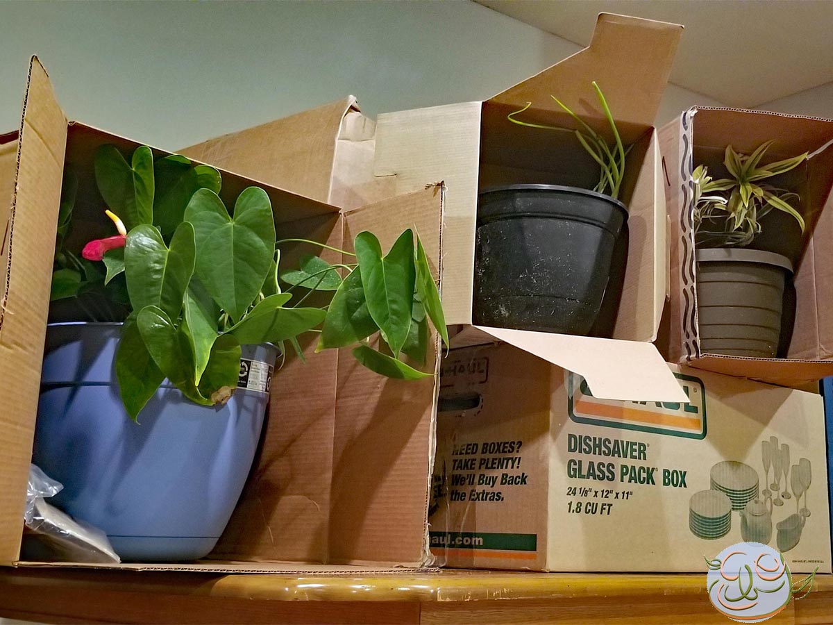 How to Move With Plants Without Really Crying