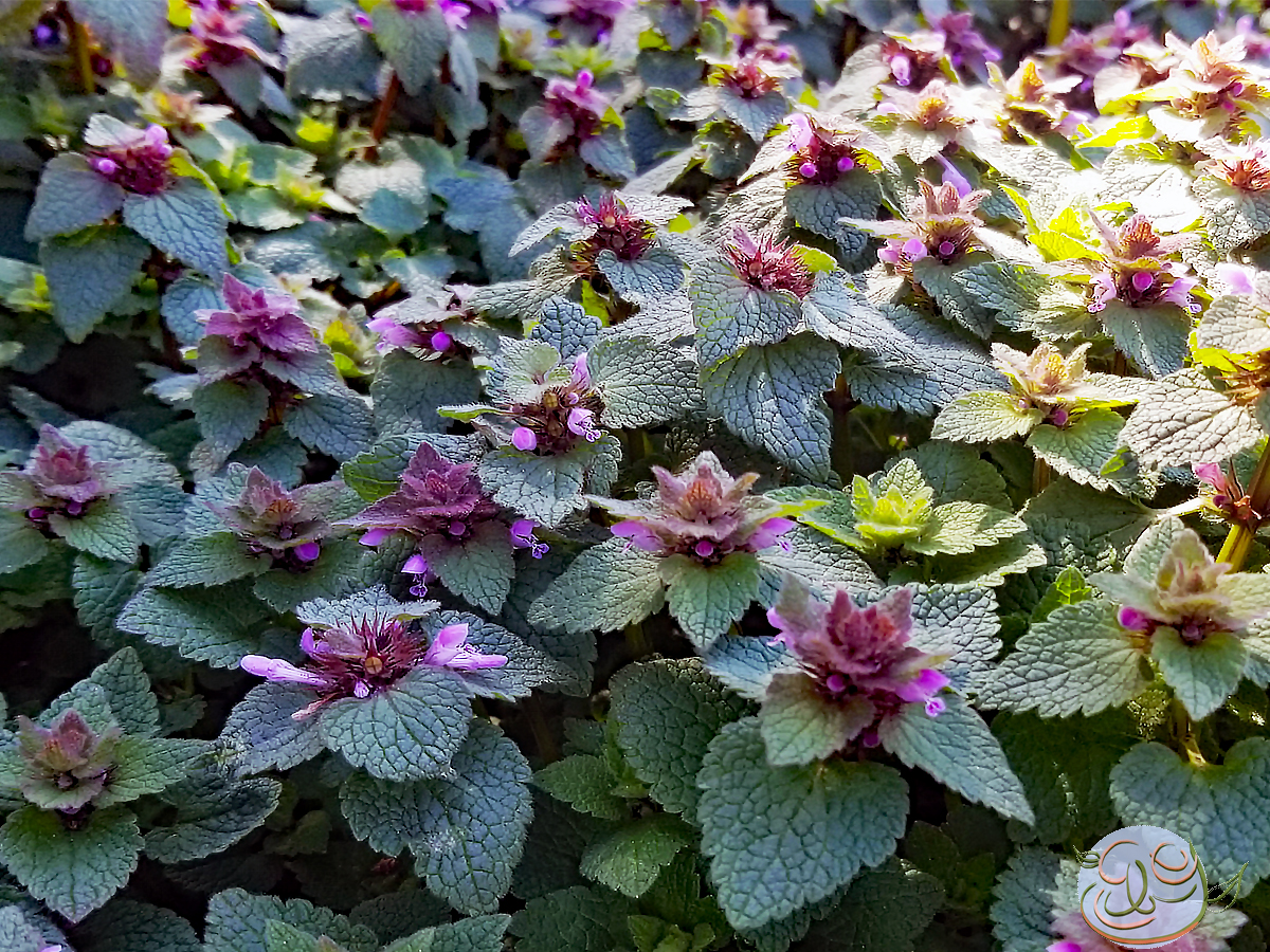 The Edible Nettle: Dead Nettle (Lamium)