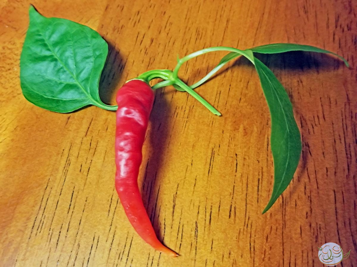 A single Long Red Cayenne Pepper (Capsicum Annuum longum) grown from Thomas Jefferson's Monticello seed. - EastbornGardens.com