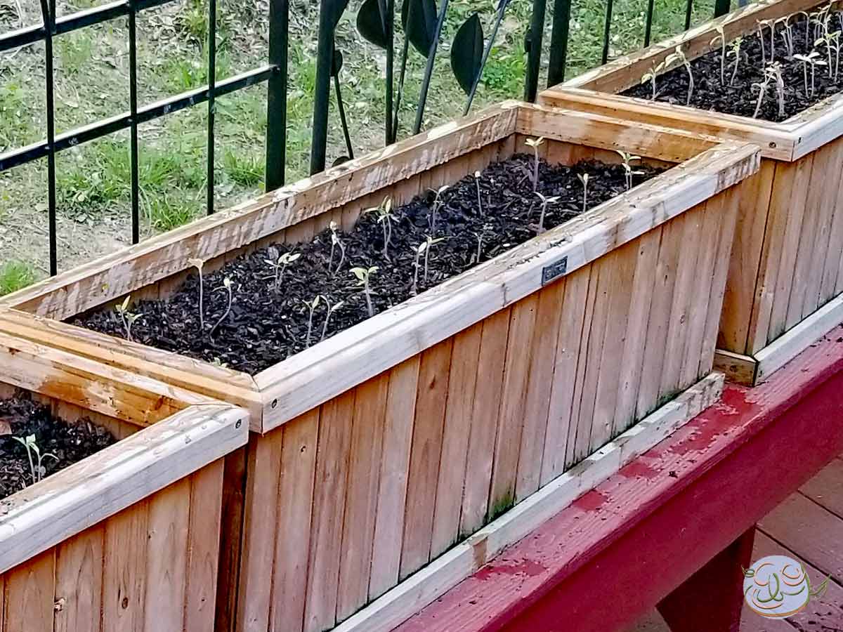 Transplanting Seedlings Outdoors