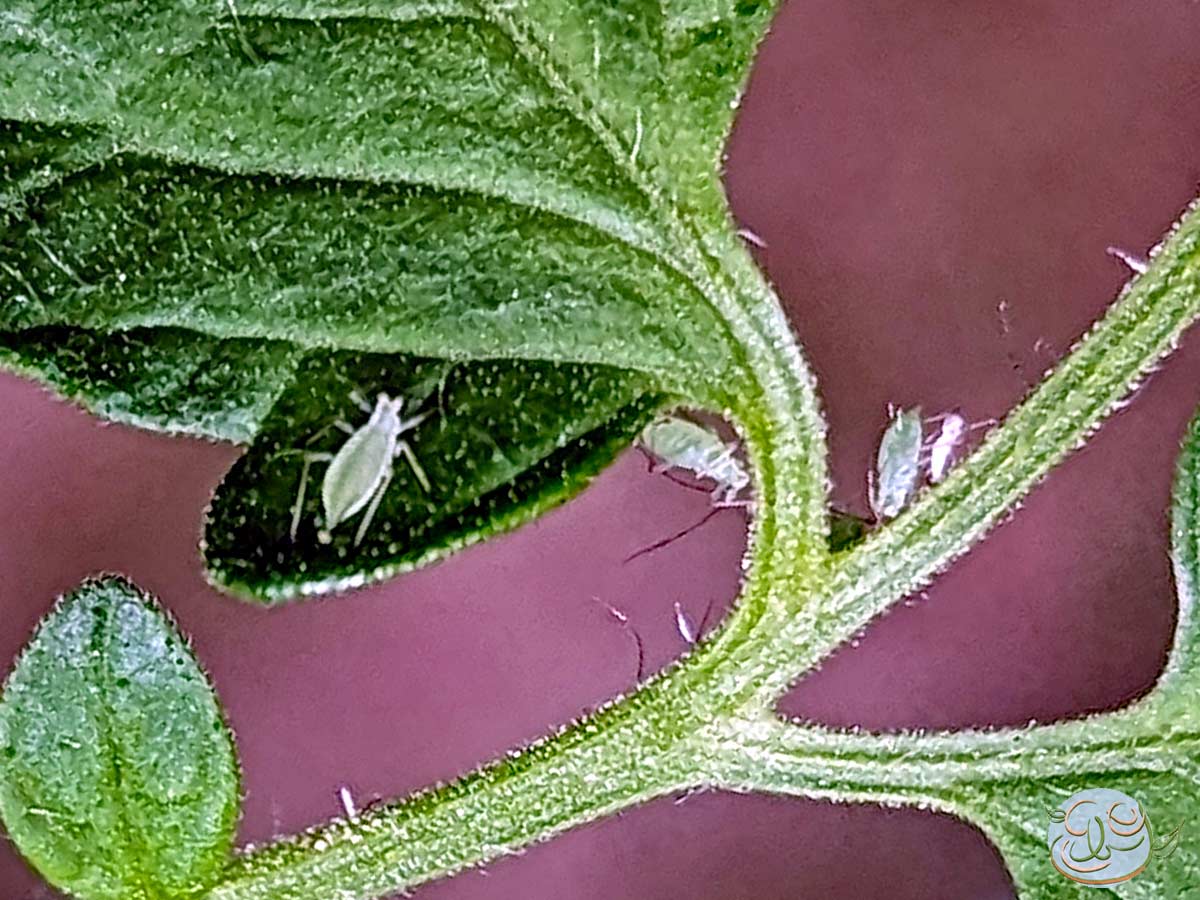 Green aphids on a a tomato leaf and stem. - EastbornGardens.com