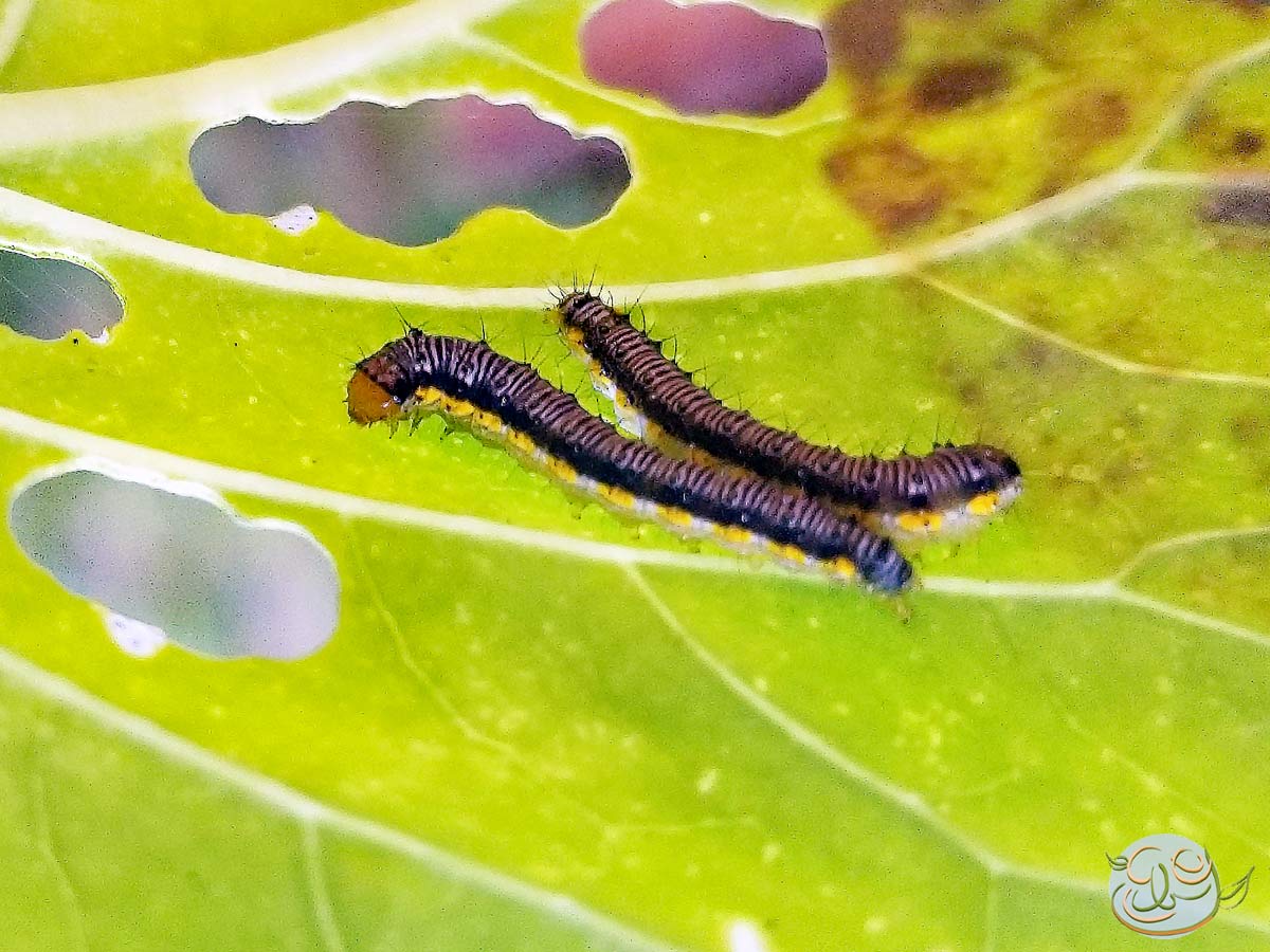 Cabbage Worms: Garden Grazing Gremlins
