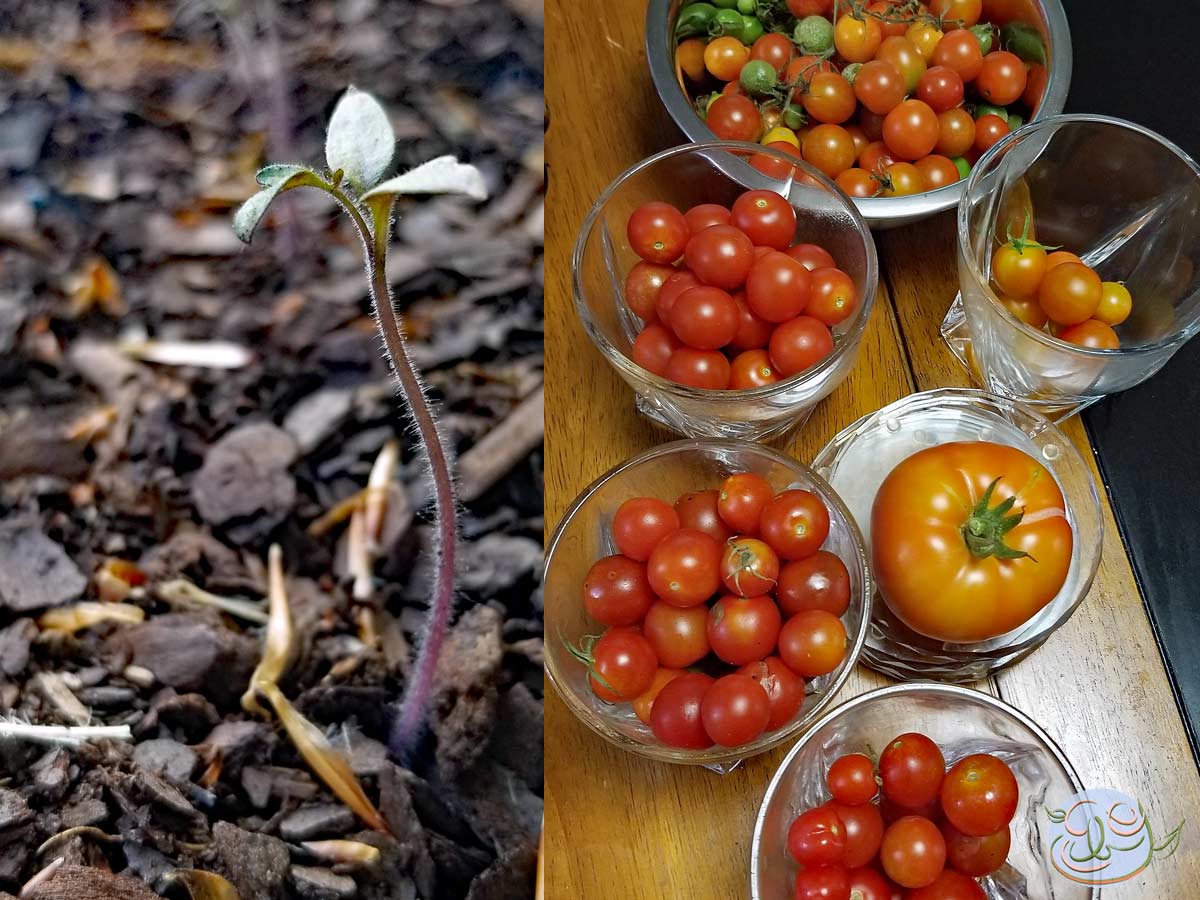 2023 Garden Year in Review