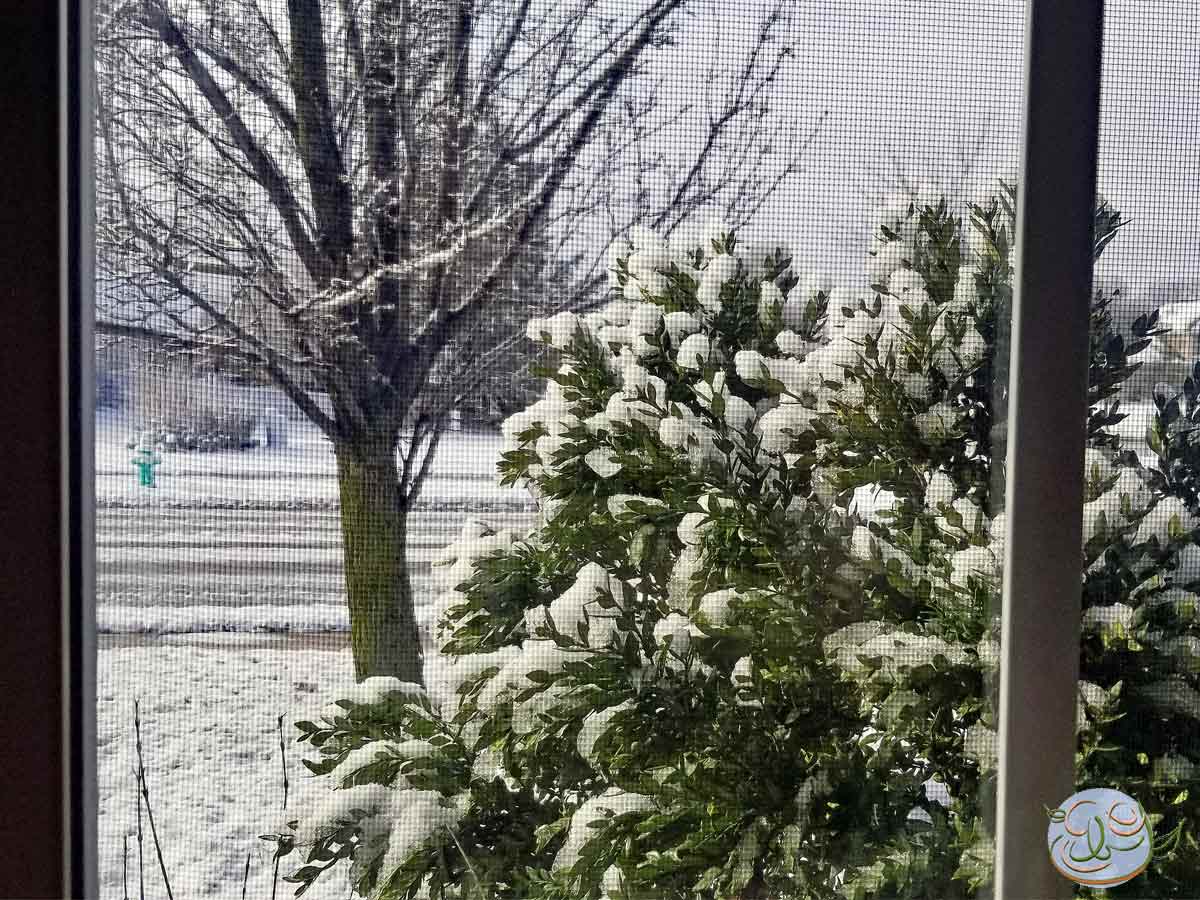 Snow on an evergreen bush with a dormant ornamental cherry tree in background covered in snow. - EastbornGardens.com