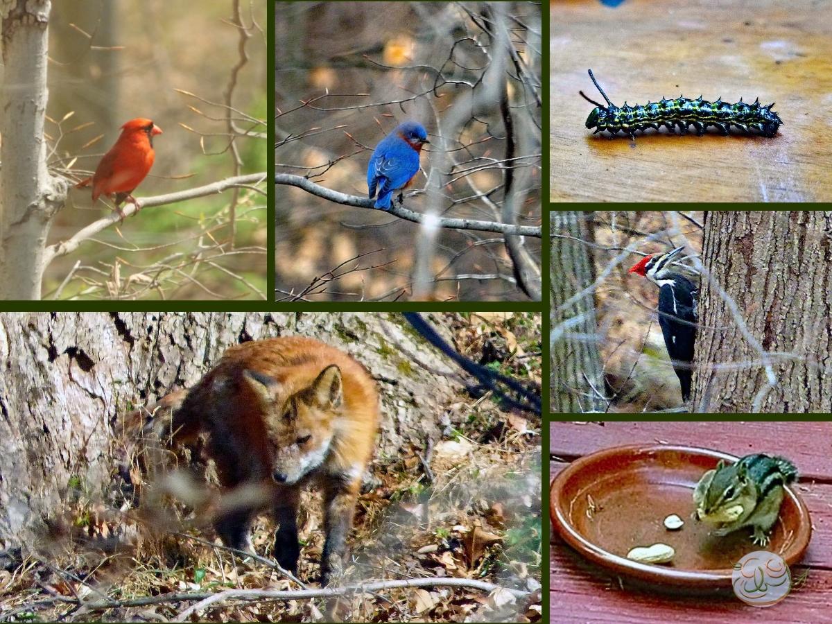 2023 Garden Visitors: All Creatures Great & Small