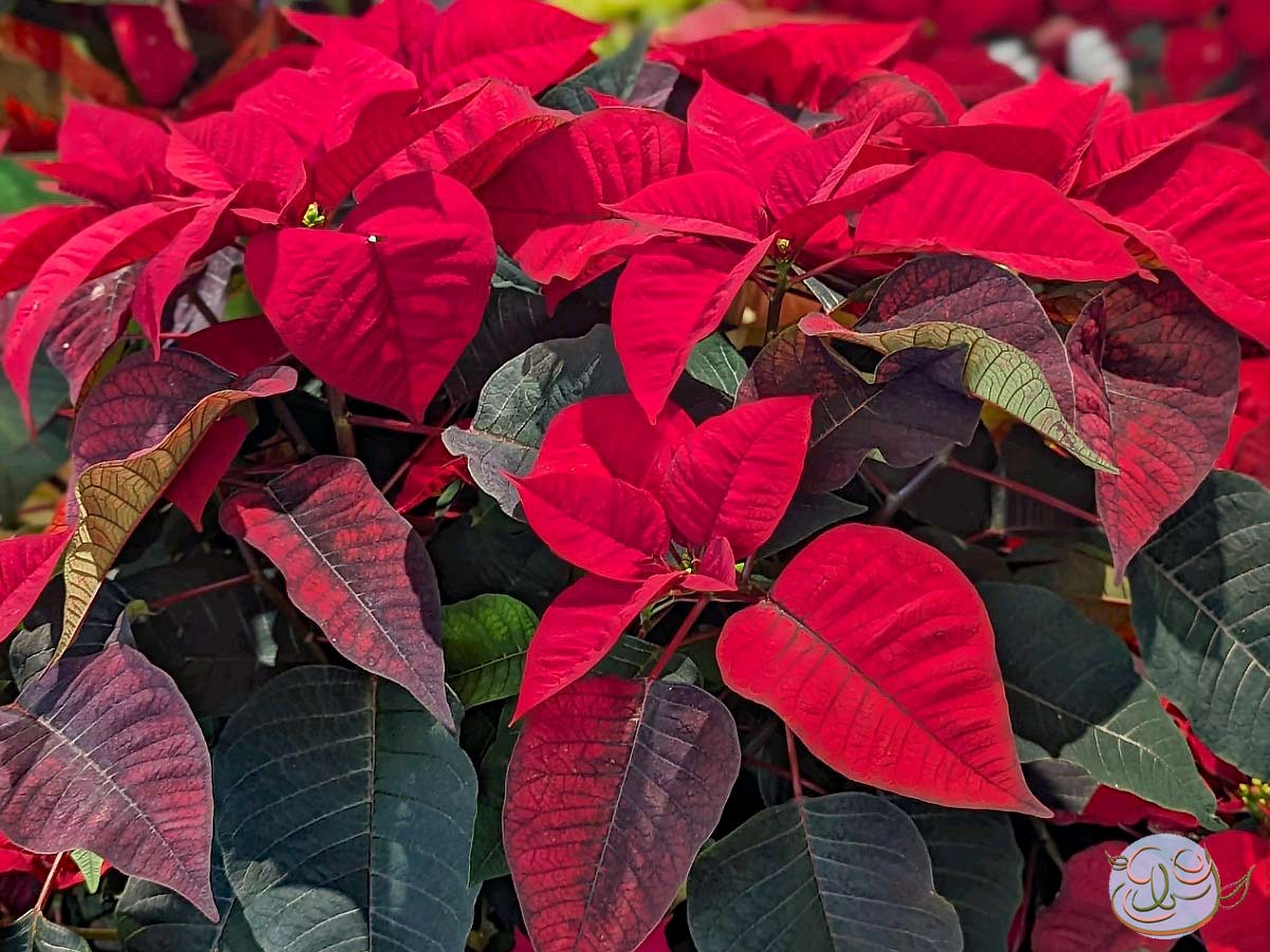 Poinsettia History: How a Mexican Flower Became a Symbol of the Holiday Season