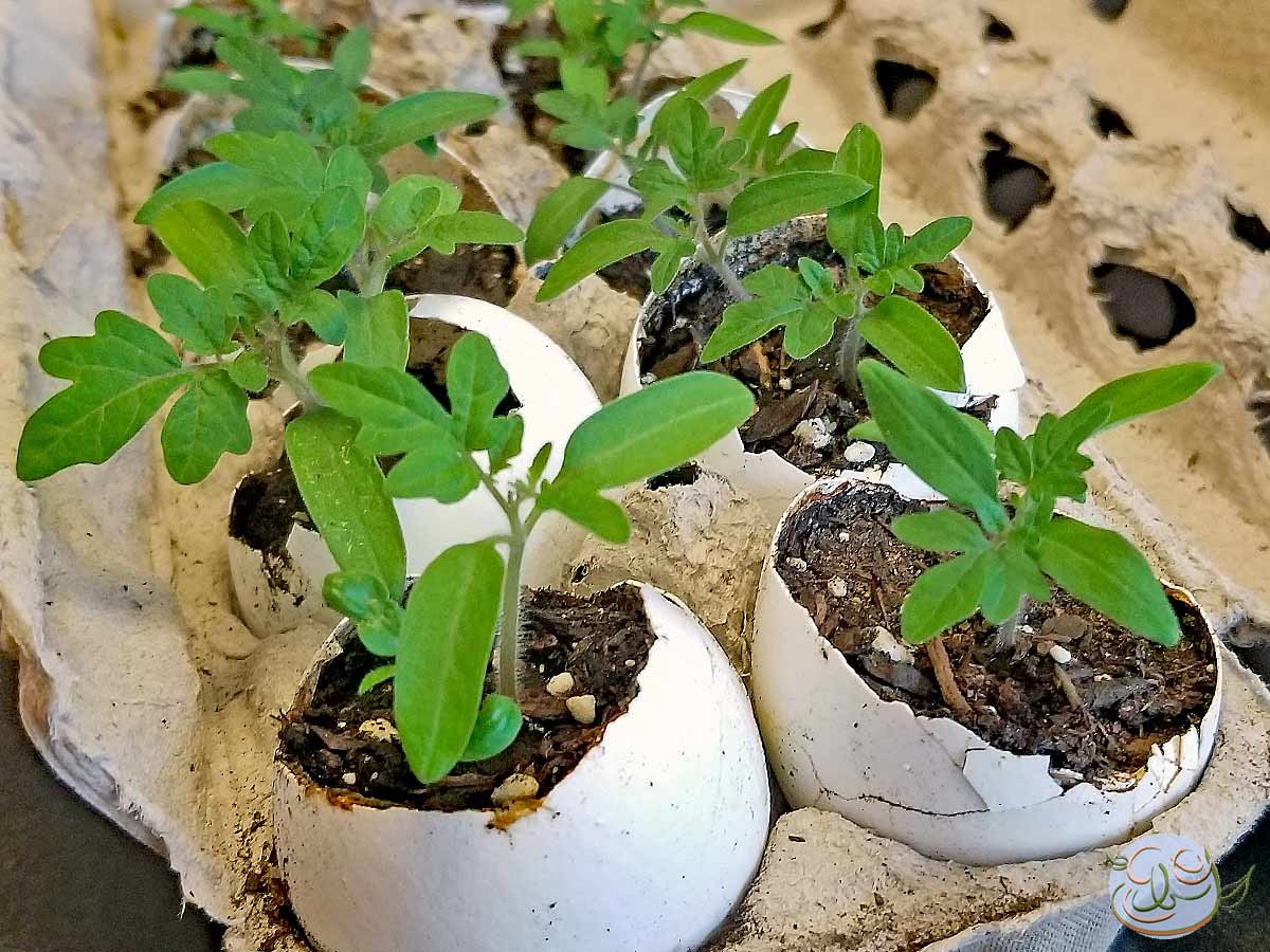 Walking on Eggshells: Calcium for Your Garden