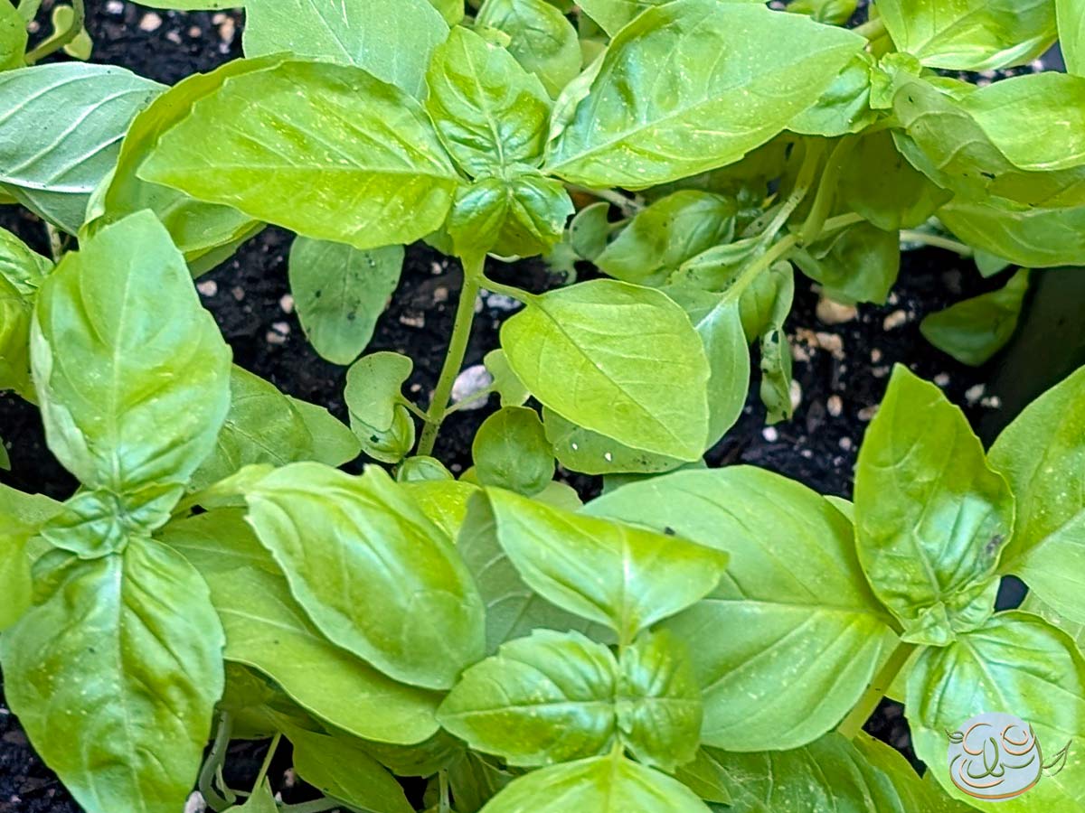 A bunch of healthy, green, basil plants growing in a garden. The Eastborn Gardens logo is present in the lower right corner.