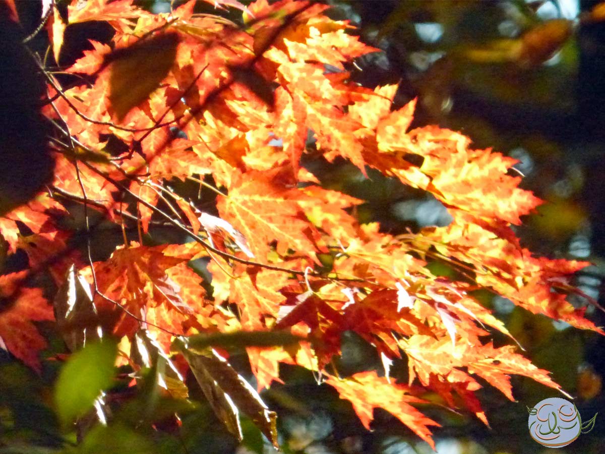 Summer Grow to Autumn Glow: Plan Ahead and Seamlessly Transition Your Garden